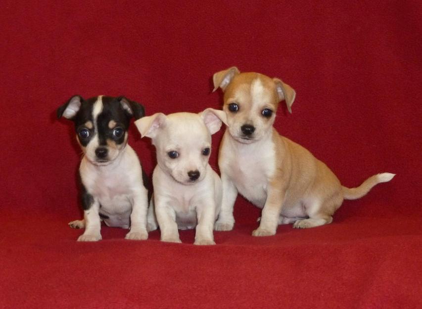 Vanzare pui de chihuahua - Pret | Preturi Vanzare pui de chihuahua
