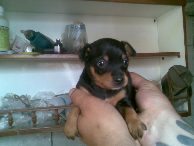 Vand pinscher pitic pui si jack russel - Pret | Preturi Vand pinscher pitic pui si jack russel