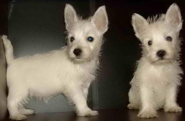 west highland white terrier - Pret | Preturi west highland white terrier