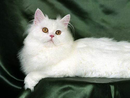 Vand pisica persana - Pret | Preturi Vand pisica persana
