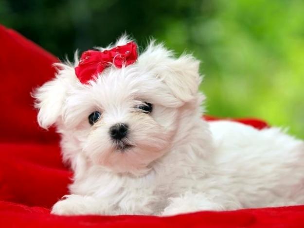 PROFITATI DIN PLIN!PRIMAVARA VINE CU PUIUTI BICHON HAVANESE,FRISE,BOLOGNESE,MALTESE TOY - Pret | Preturi PROFITATI DIN PLIN!PRIMAVARA VINE CU PUIUTI BICHON HAVANESE,FRISE,BOLOGNESE,MALTESE TOY