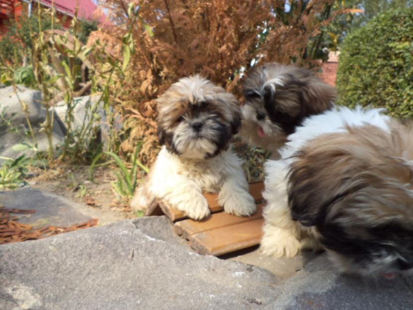 Pui shih tzu de vanzare superbi! - Pret | Preturi Pui shih tzu de vanzare superbi!