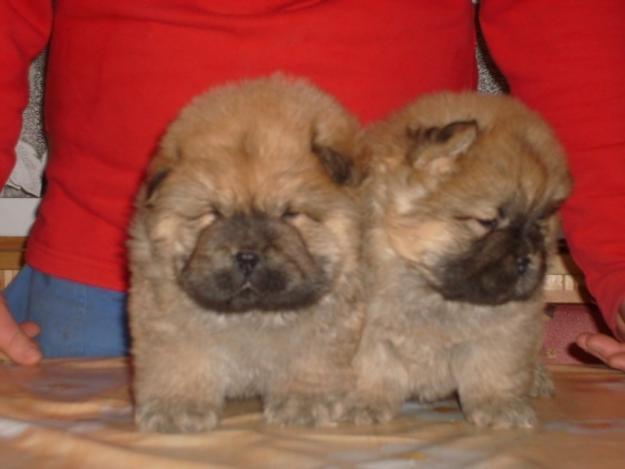 vand chow chow 190 euro ras pura - Pret | Preturi vand chow chow 190 euro ras pura