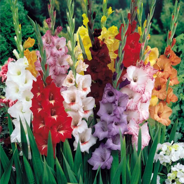 gladiole-flori taiate - Pret | Preturi gladiole-flori taiate