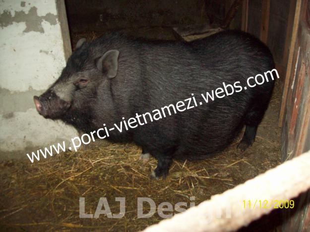 Vand Porci Vietnamezi Rasa Pura - Pret | Preturi Vand Porci Vietnamezi Rasa Pura