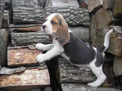 BEAGLE BEAGLE - Pret | Preturi BEAGLE BEAGLE