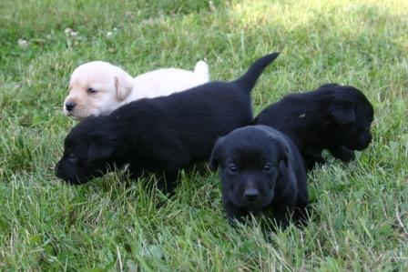 vand labrador retriever 120 e - Pret | Preturi vand labrador retriever 120 e