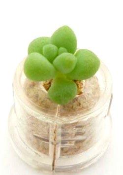Baby Plants - Pret | Preturi Baby Plants