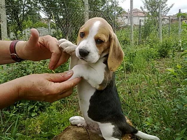 beagle de vanzare - Pret | Preturi beagle de vanzare