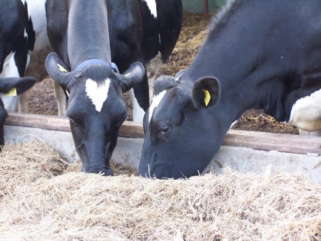 vindem vaci de rasa in rate - Pret | Preturi vindem vaci de rasa in rate