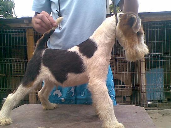 Fox Terrier - Pret | Preturi Fox Terrier