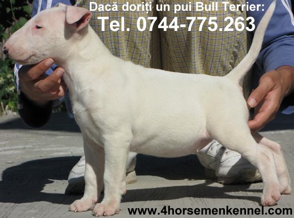 Pui Bull Terrier de vanzare - Pret | Preturi Pui Bull Terrier de vanzare