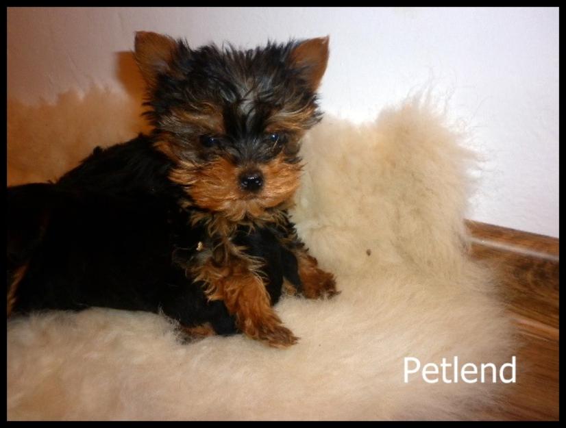 Vand catelusi Yorkshire Terrier - Pret | Preturi Vand catelusi Yorkshire Terrier