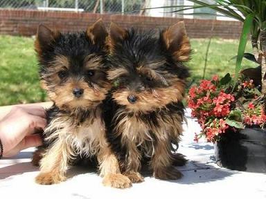 vand pui yorkshire terrier mini - Pret | Preturi vand pui yorkshire terrier mini