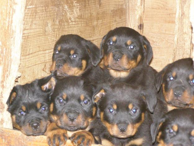 pui rottweiler de cea mai buna calitate - Pret | Preturi pui rottweiler de cea mai buna calitate