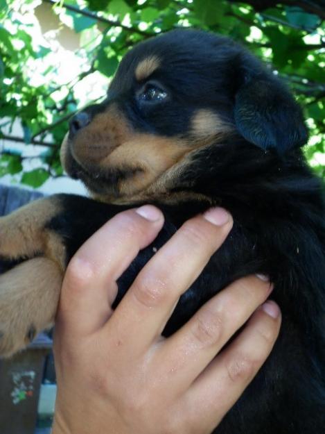 Catei rottweiler - Pret | Preturi Catei rottweiler