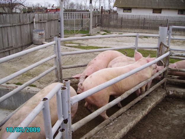 De vanzare sau asociere Abator porcine sau asociere - Pret | Preturi De vanzare sau asociere Abator porcine sau asociere