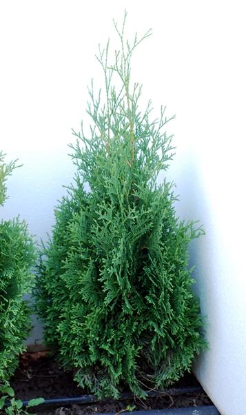 Vand tuia(thuja) holmstrump - Pret | Preturi Vand tuia(thuja) holmstrump