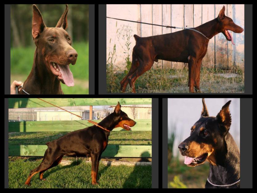 canisa Dobgrace - pui dobermann - Pret | Preturi canisa Dobgrace - pui dobermann