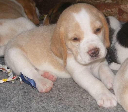 Beagle-catei de rasa pura.lesa si zgarda cadou de Craciun - Pret | Preturi Beagle-catei de rasa pura.lesa si zgarda cadou de Craciun