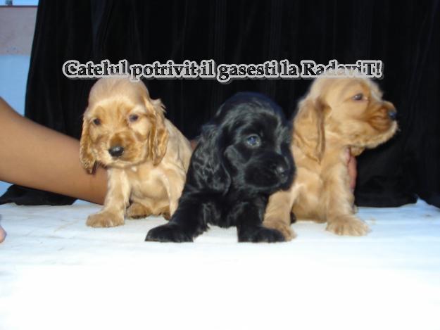 De vanzare Cocker Spaniel - Pret | Preturi De vanzare Cocker Spaniel
