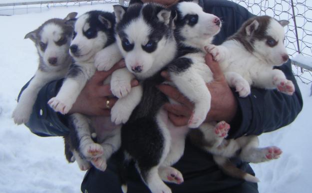 6 catelusi Husky - Pret | Preturi 6 catelusi Husky