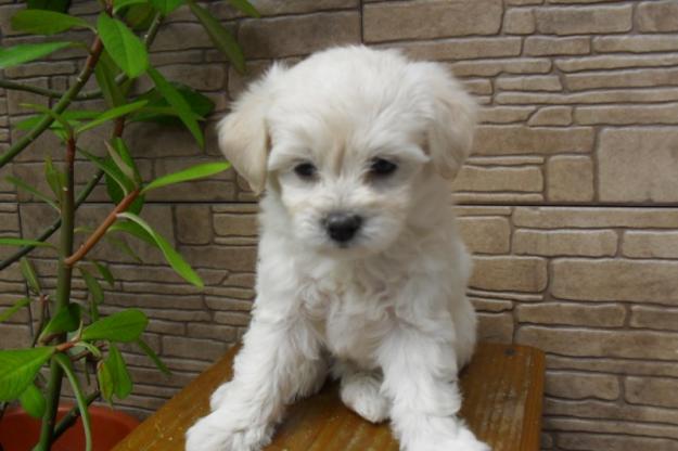 Bichon maltez 2 pui albi talie mini - Pret | Preturi Bichon maltez 2 pui albi talie mini