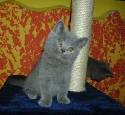 pisicute british shorthair - Pret | Preturi pisicute british shorthair