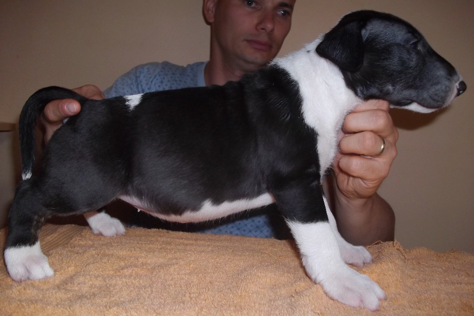 Vand pui bull terrier - Pret | Preturi Vand pui bull terrier