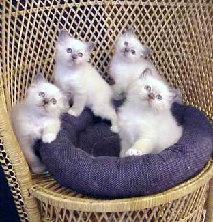 Vand pui pisica snowshoe,angora turceasca, balineza, sacra de birmania, siameza, ragdoll(c - Pret | Preturi Vand pui pisica snowshoe,angora turceasca, balineza, sacra de birmania, siameza, ragdoll(c