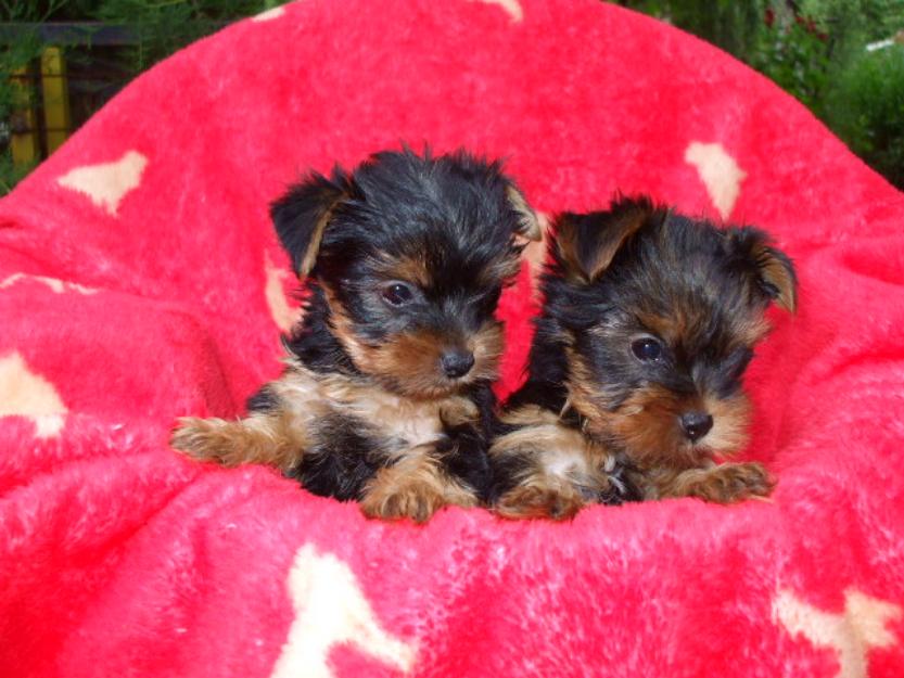 Catei superbi rasa Yorkshire terrier de vanzare - Pret | Preturi Catei superbi rasa Yorkshire terrier de vanzare