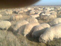 Vand cate doriti din 400 oi turcane - Pret | Preturi Vand cate doriti din 400 oi turcane