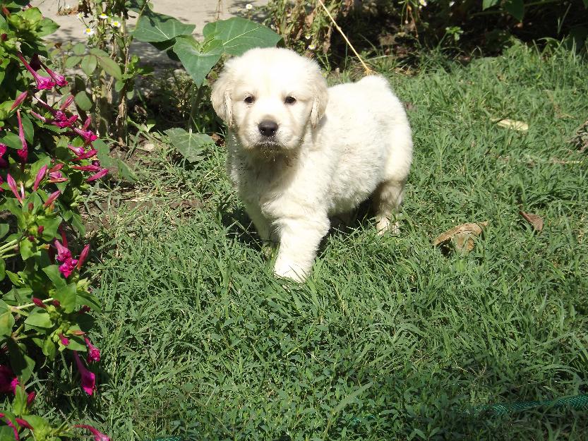 Vand catei Golden Retriever - Pret | Preturi Vand catei Golden Retriever