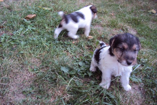 Fox Terrier de Vanzare. - Pret | Preturi Fox Terrier de Vanzare.