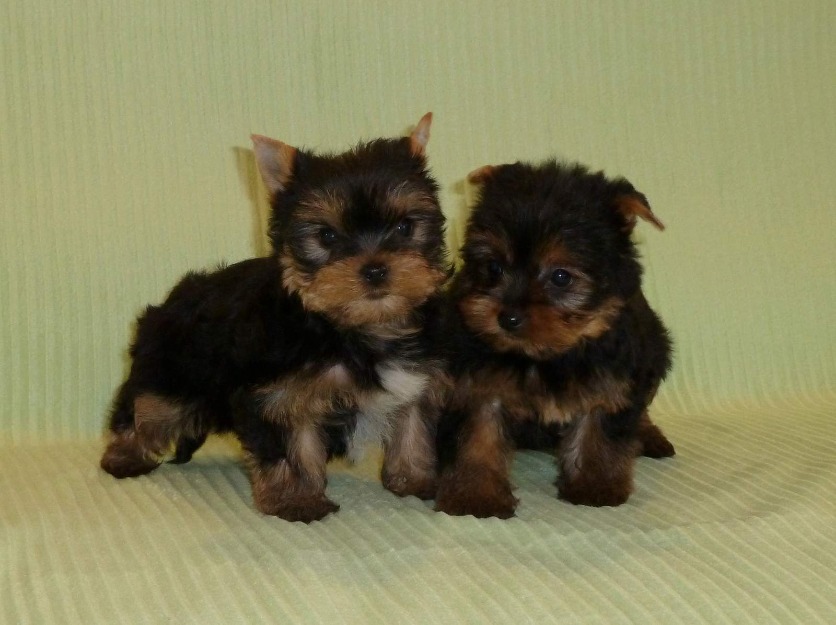 pui de yorkshire terrier - 200euro - Pret | Preturi pui de yorkshire terrier - 200euro