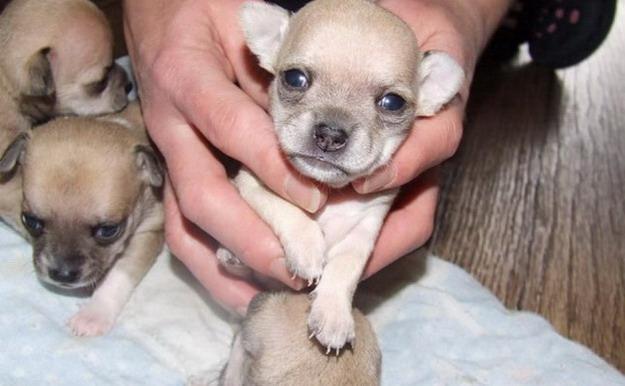 Vand puisori Chihuahua TeaCup - asigur transport - Pret | Preturi Vand puisori Chihuahua TeaCup - asigur transport