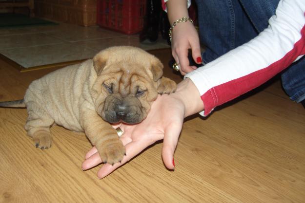 shar pei cutati 600 lei - Pret | Preturi shar pei cutati 600 lei