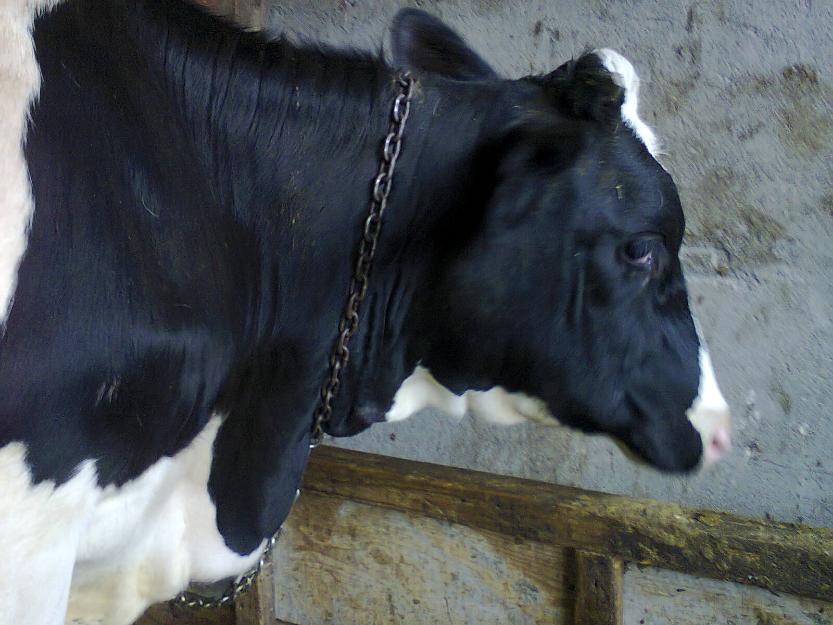 vitea rasa holstein montata - Pret | Preturi vitea rasa holstein montata