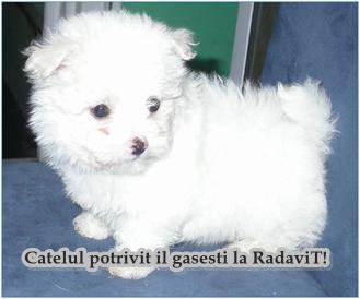 Bichon Maltese de vanzare,disponibili de Craciun - Pret | Preturi Bichon Maltese de vanzare,disponibili de Craciun