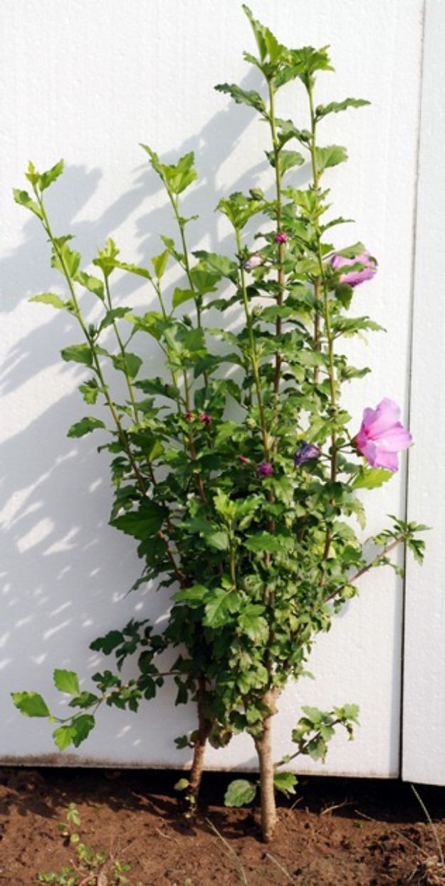 Vand hibiscus syriacus cu inaltimea intre 40 cm si 80 cm. din pepiniera proprie, - Pret | Preturi Vand hibiscus syriacus cu inaltimea intre 40 cm si 80 cm. din pepiniera proprie,