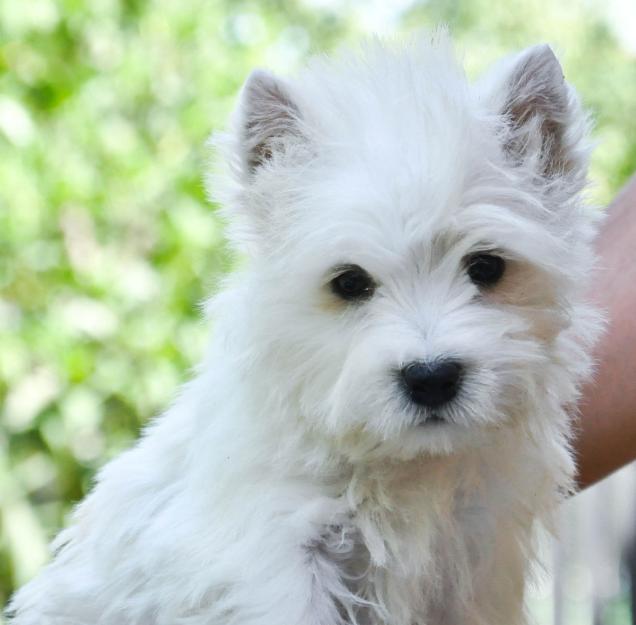 Vand pui westie cu pedigree - Pret | Preturi Vand pui westie cu pedigree