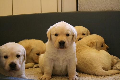 Pui de Ciobanesc German (Caine-Lup), Labrador Retriever si Golden - Pret | Preturi Pui de Ciobanesc German (Caine-Lup), Labrador Retriever si Golden