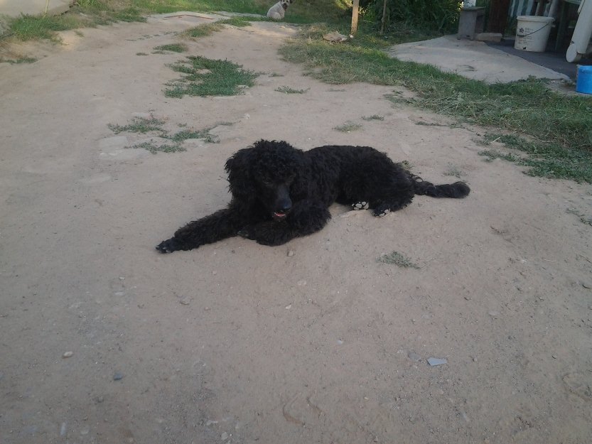 Vand Caniche Negru - Pret | Preturi Vand Caniche Negru