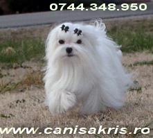 bichon maltese, frisee si bolognese - Pret | Preturi bichon maltese, frisee si bolognese