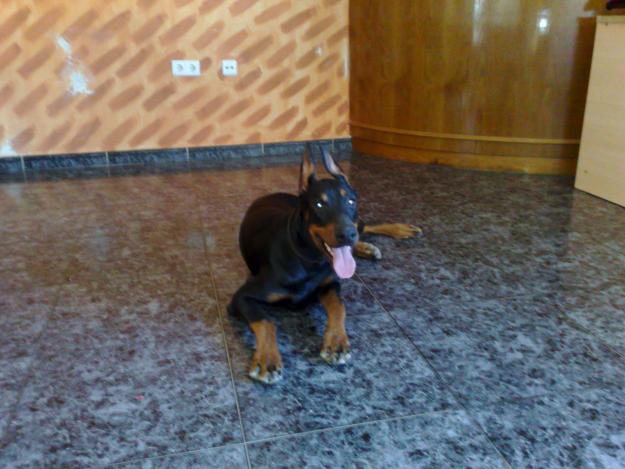 doberman femela si mascul pt monta - Pret | Preturi doberman femela si mascul pt monta