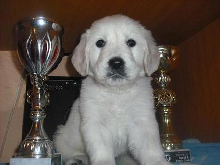 Pui Golden Retriever - Pret | Preturi Pui Golden Retriever