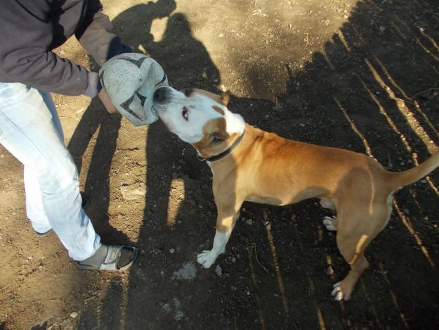 vand(schimb) amstaff - Pret | Preturi vand(schimb) amstaff