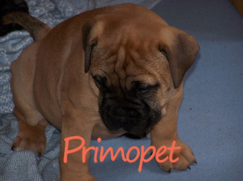 Catei Bullmastiff de Vanzare - Pret | Preturi Catei Bullmastiff de Vanzare