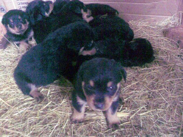 vand pui rottweiler - Pret | Preturi vand pui rottweiler