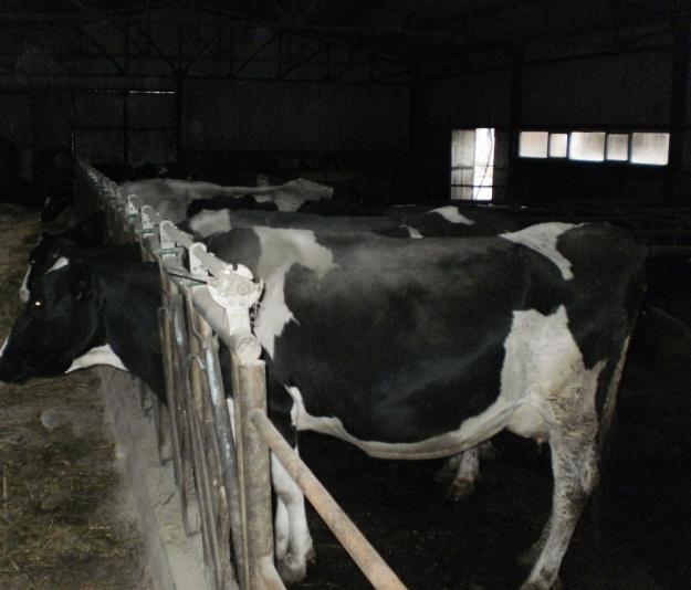Vand ferma bovine la standarde europene - Pret | Preturi Vand ferma bovine la standarde europene